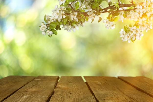 Spring branches with flower