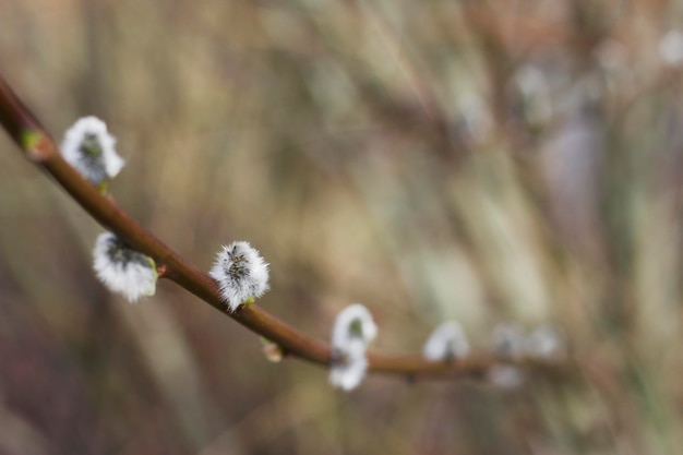 spring branches with fluffy catkins in spring time