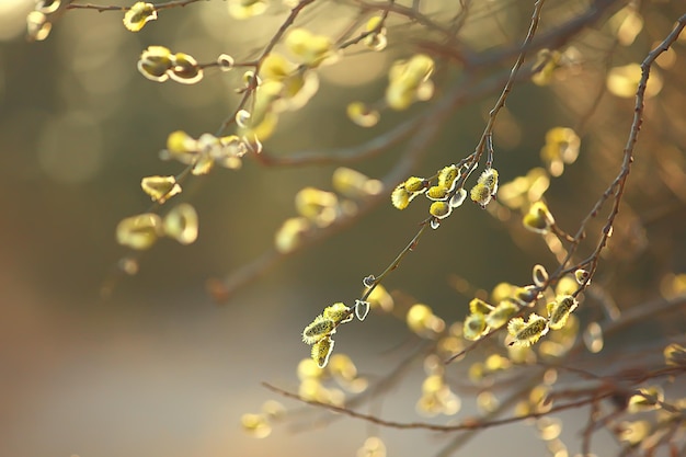 春の枝の若い葉、抽象的な背景の季節の 3 月 4 月、枝の自然の芽