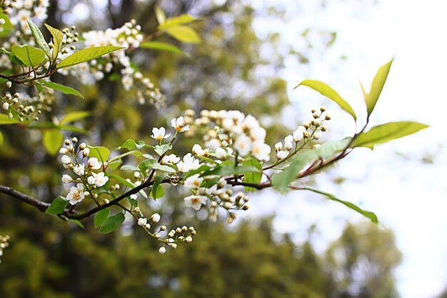 봄 가지 어린 잎, 추상적 인 배경 계절 3 월 4 월, 나뭇 가지에 새싹