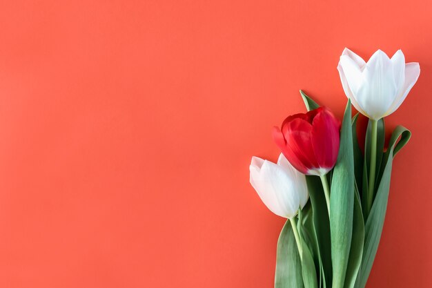 Spring bright beautiful tulips on a red background