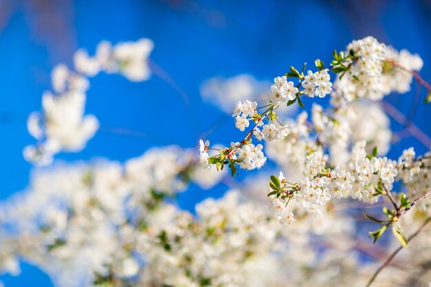 Spring bright blooming and blossoming flower branch  