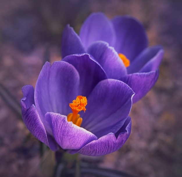 Spring bright tender saturated purple crocuses close-up