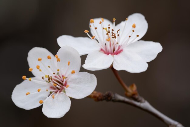 Spring brings flowers and leaves White tenderness Cherry_2