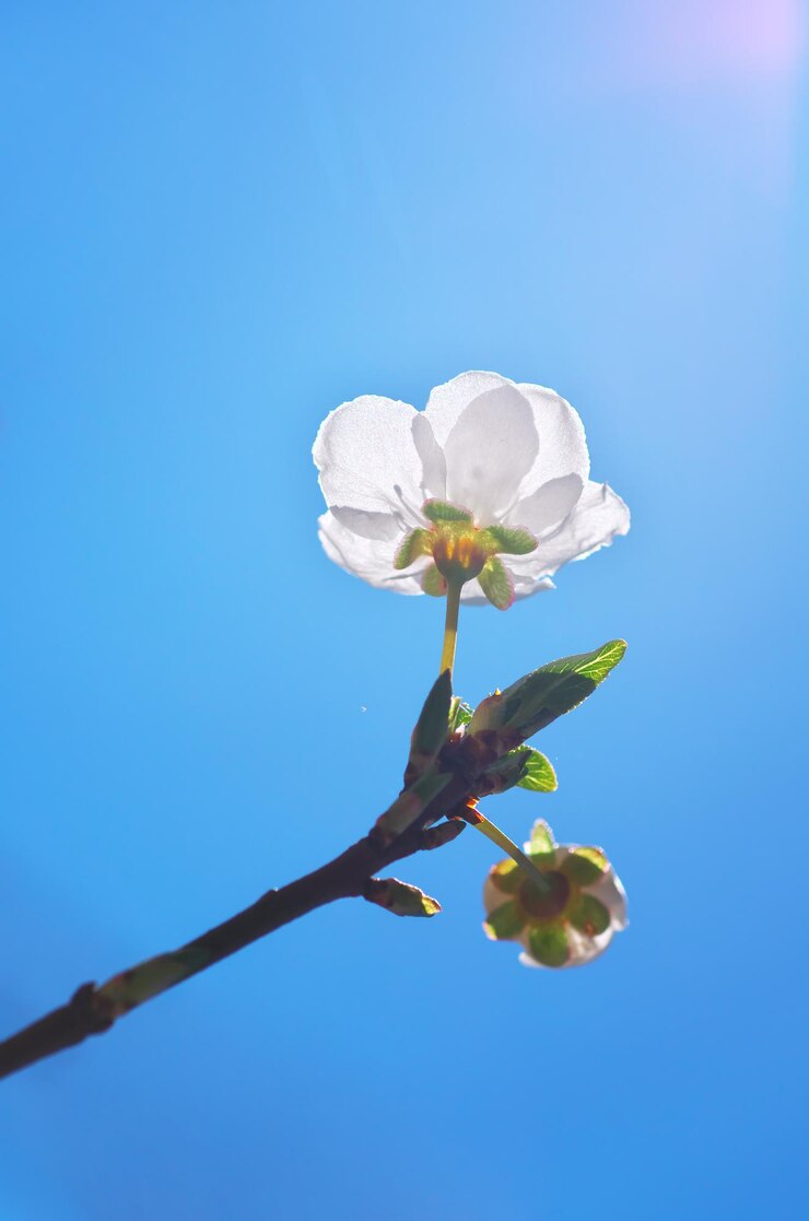 Photo 春季花芽 大自然的組成