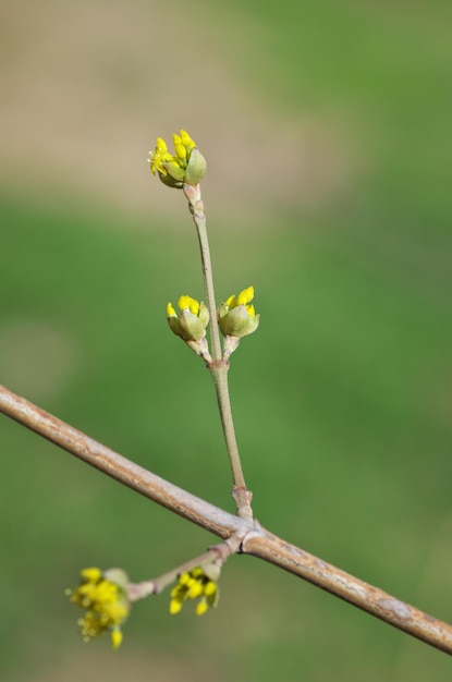 Spring bud nature