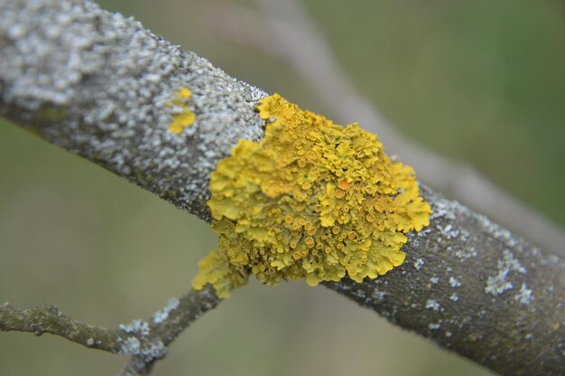 Spring buds bloom on trees in the garden