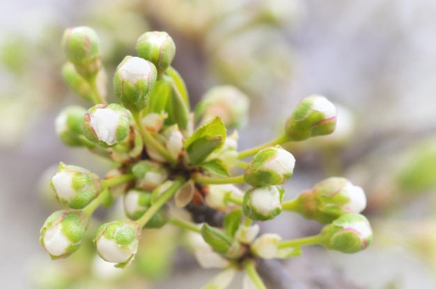 Spring buds on tree