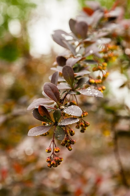 Spring bushes with leaves on which drops of rain