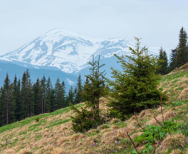 Spring Carpathian mountains