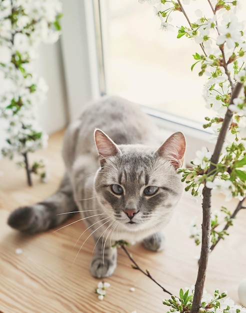 花の枝を持つ春の猫ペットの子猫花を持つ美しい猫