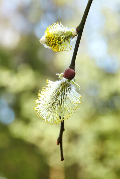 Spring catkins flowering pussy willow branch on natural blurred background