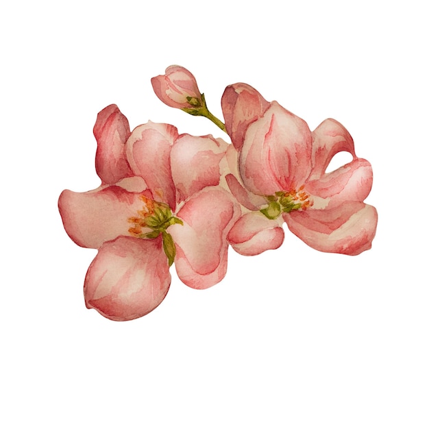 Spring cherry apple blooming flower watercolor illustration