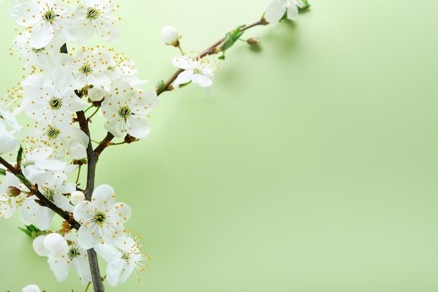 Весенний вишневый цвет Абстрактный фон ветки цветущей сакуры на зеленом фоне Счастливый пасхальный фон Весенний женский день концепция Пасха День рождения женщины или праздник матери