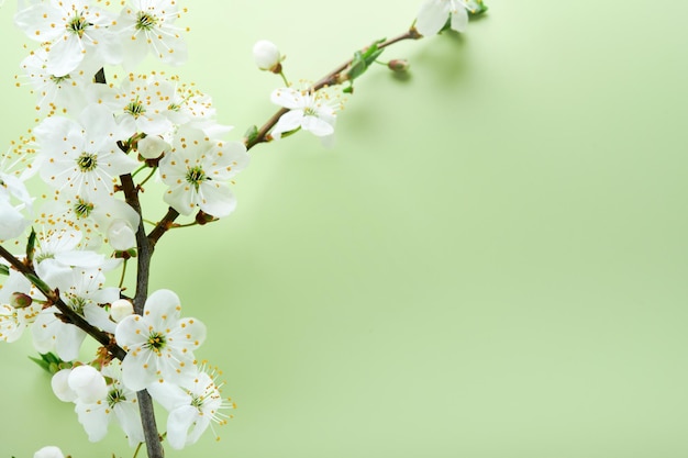 Spring Cherry Blossom Abstract background of macro cherry blossom tree branch on green background Happy Passover background Spring womens day concept Easter Birthday womens or mothers holiday