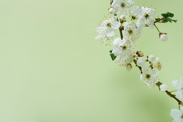 Spring Cherry Blossom Abstract background of macro cherry blossom tree branch on green background Happy Passover background Spring womens day concept Easter Birthday womens or mothers holiday