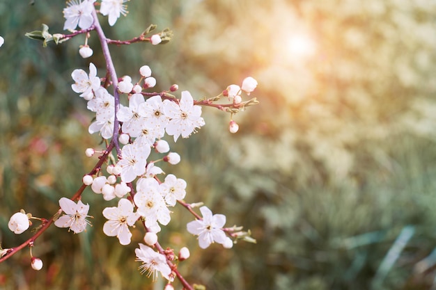 Spring Cherry Blossom Abstract background of macro cherry blossom tree branch Happy Passover background Spring womens day concept Easter Birthday womens or mothers holiday Selective focus