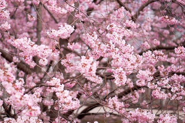 Foto fiore di ciliegio primaverile, giardino fiorito in primavera. fiore di ciliegio rosa in piena fioritura.