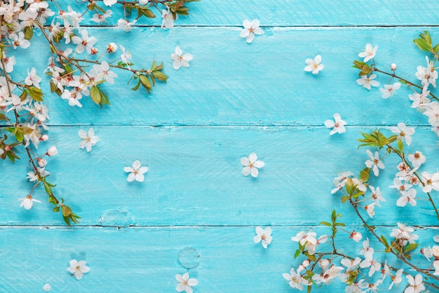 Spring cherry blossom flowers on blue wooden table. top view. flat lay background