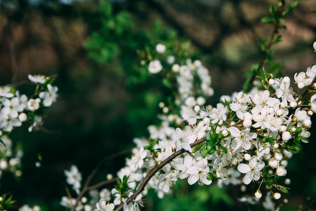 晴れた日の春の春桜