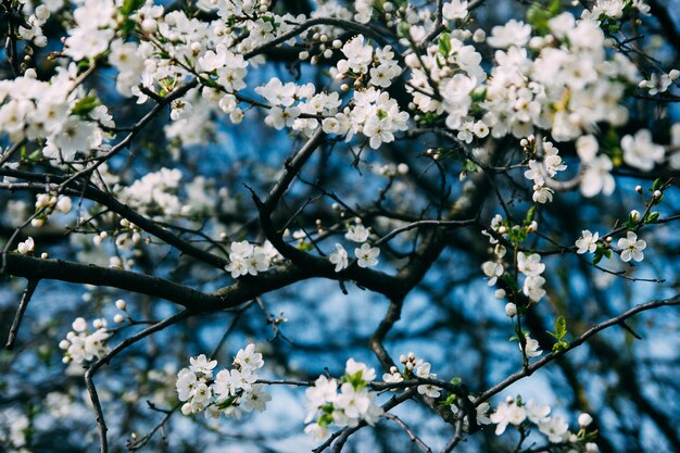 晴れた日の春の春桜