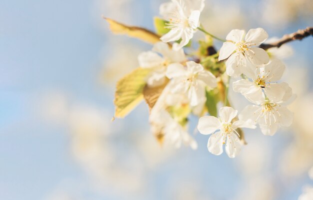 Spring cherry blossom, vibrant blue sky and flower background