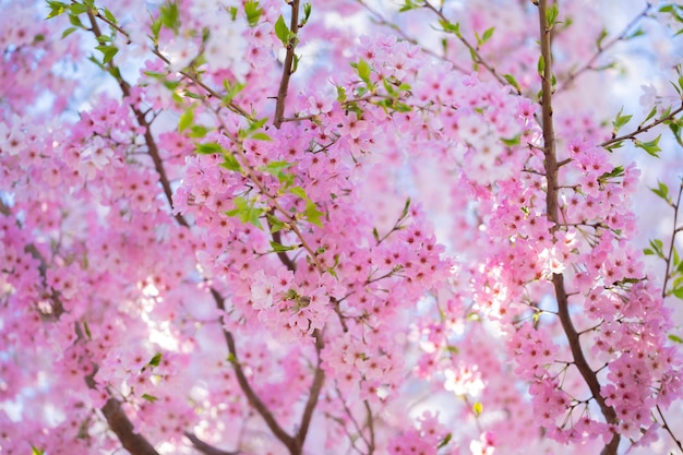 写真 春の桜の花と青い空の背景 春の白い桜の花のクローズアップ写真