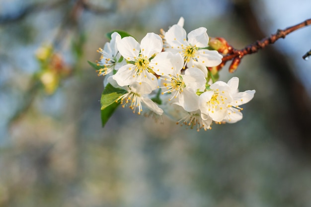 柔らかい背景、自然な花の季節の背景を持つ春の桜。