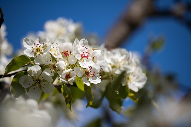 Spring cherry blossoms against the blue sky a wonderful scent of a spring garden gardening and culti...