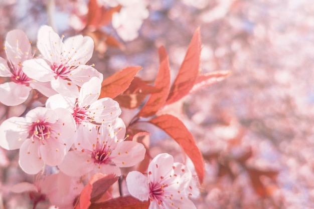 春の桜の背景、開花桜のクローズアップ