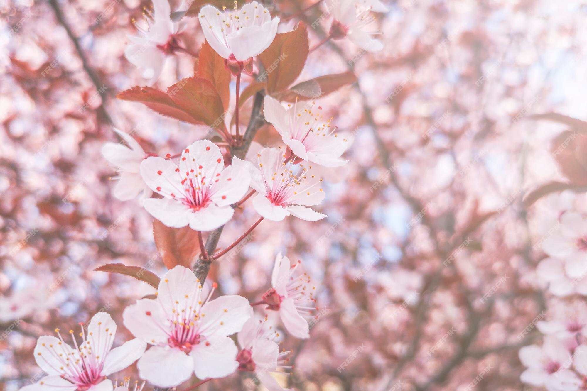 Premium Photo | Spring cherry blossoms background, blossoming cherry close up Premium Photo | Spring cherry blossoms background, blossoming cherry close up