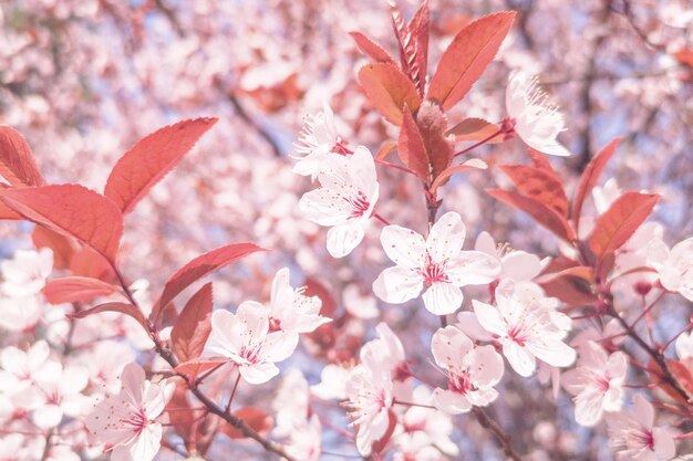 春の桜の背景、開花桜のクローズアップ