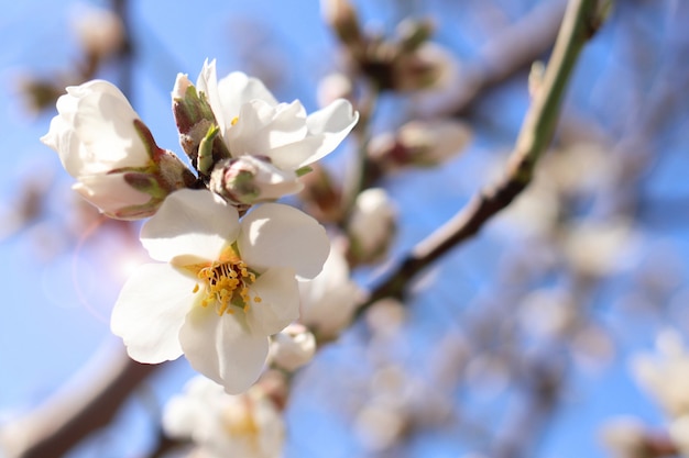 Spring cherry blossoms on the branch