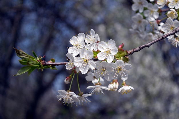 Spring cherry blossoms flowers