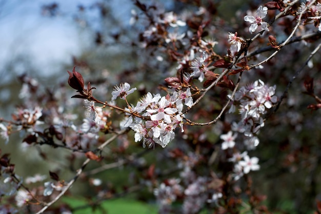 春の桜の花