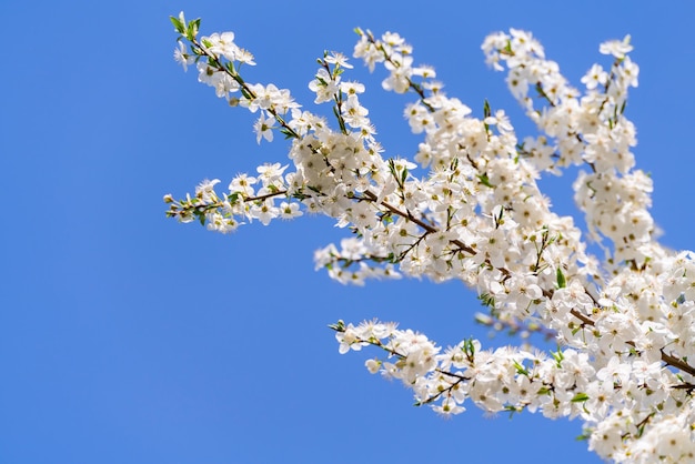 Spring cherry blossoms in natural conditions Natural floral white background