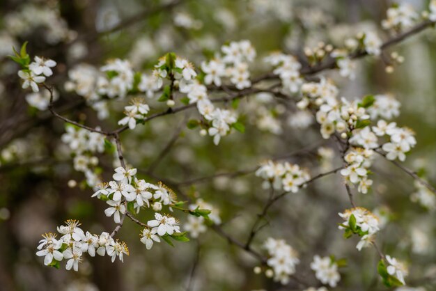 自然条件の春の桜自然な花の白い背景