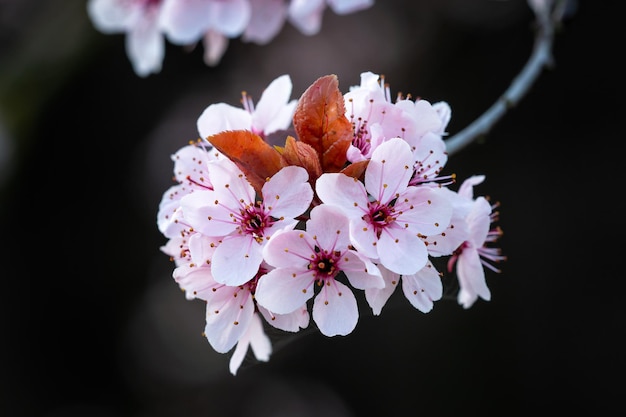 Spring cherry blossoms pink flowers Spring floral background