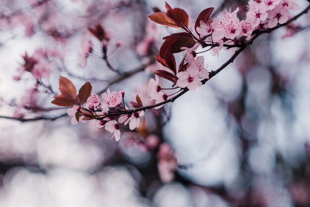 Spring cherry blossoms, pink flowers