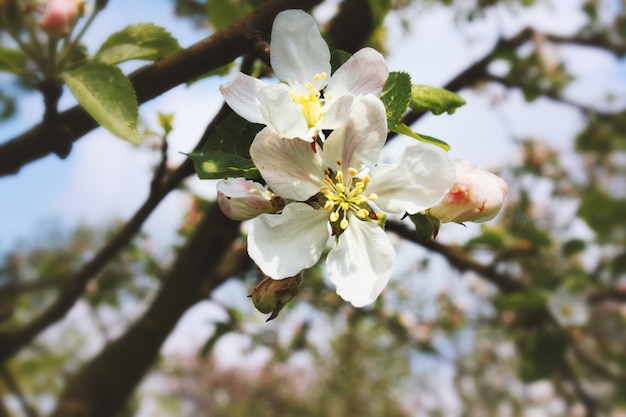 Spring Cherry blossoms, pink flowers