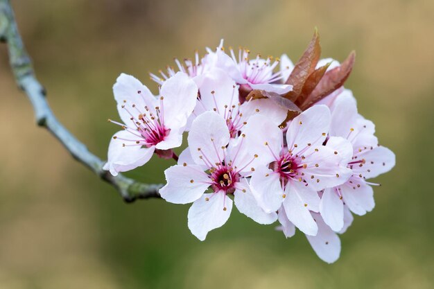 Spring cherry blossoms pink flowers