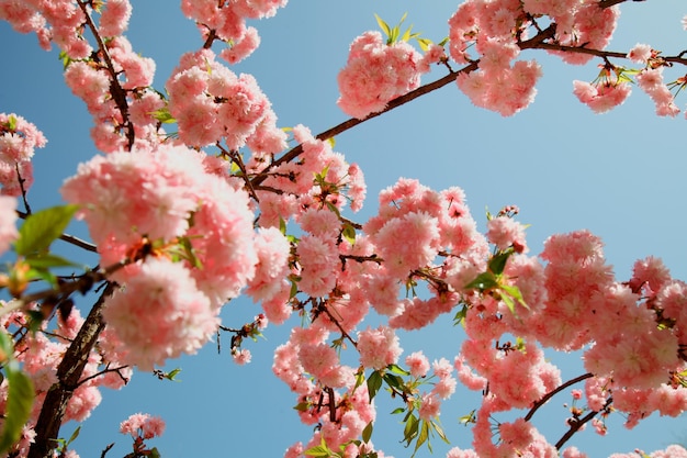 Весенние цветки вишни розовые цветы