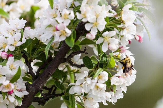 春の桜、ピンクの花。