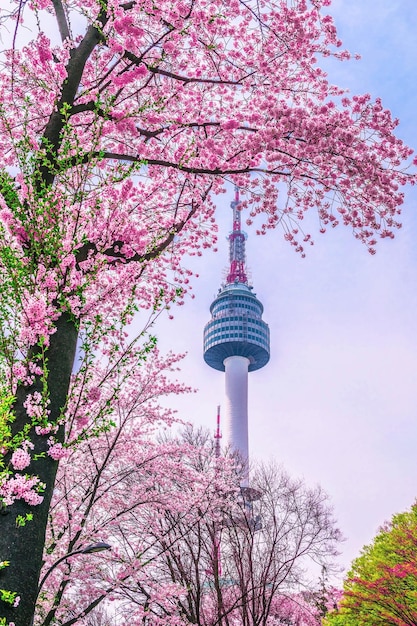 春の桜と日没のソウルタワー 韓国のソウル