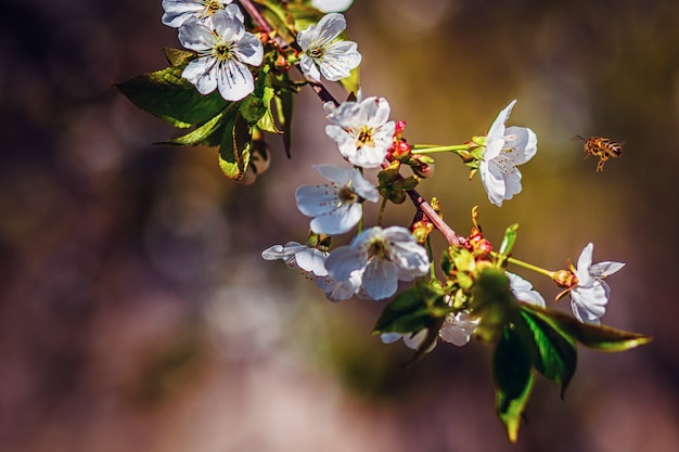 Весенние вишни, белые цветы. Цветущий цветок на вишневом дереве.