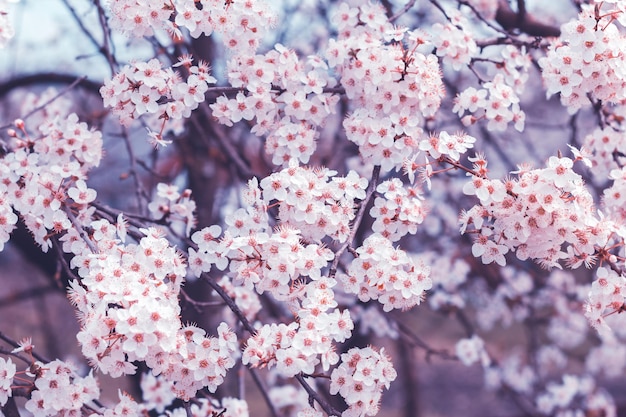 Fiori di ciliegio primaverili fiori bianchi ramo di un albero da frutto sakura in fiore sfondo floreale viola bella carta da parati viola messa a fuoco selettiva