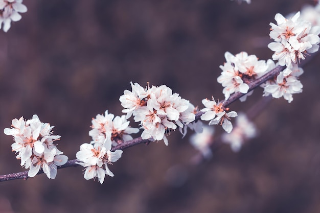 春の桜白い花果樹の枝咲く桜