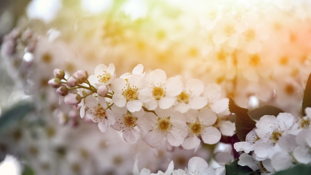 Spring cherry blossoms