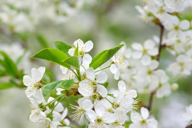 Spring cherry blossoms