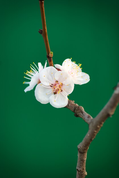 Spring cherry flower isolated on green